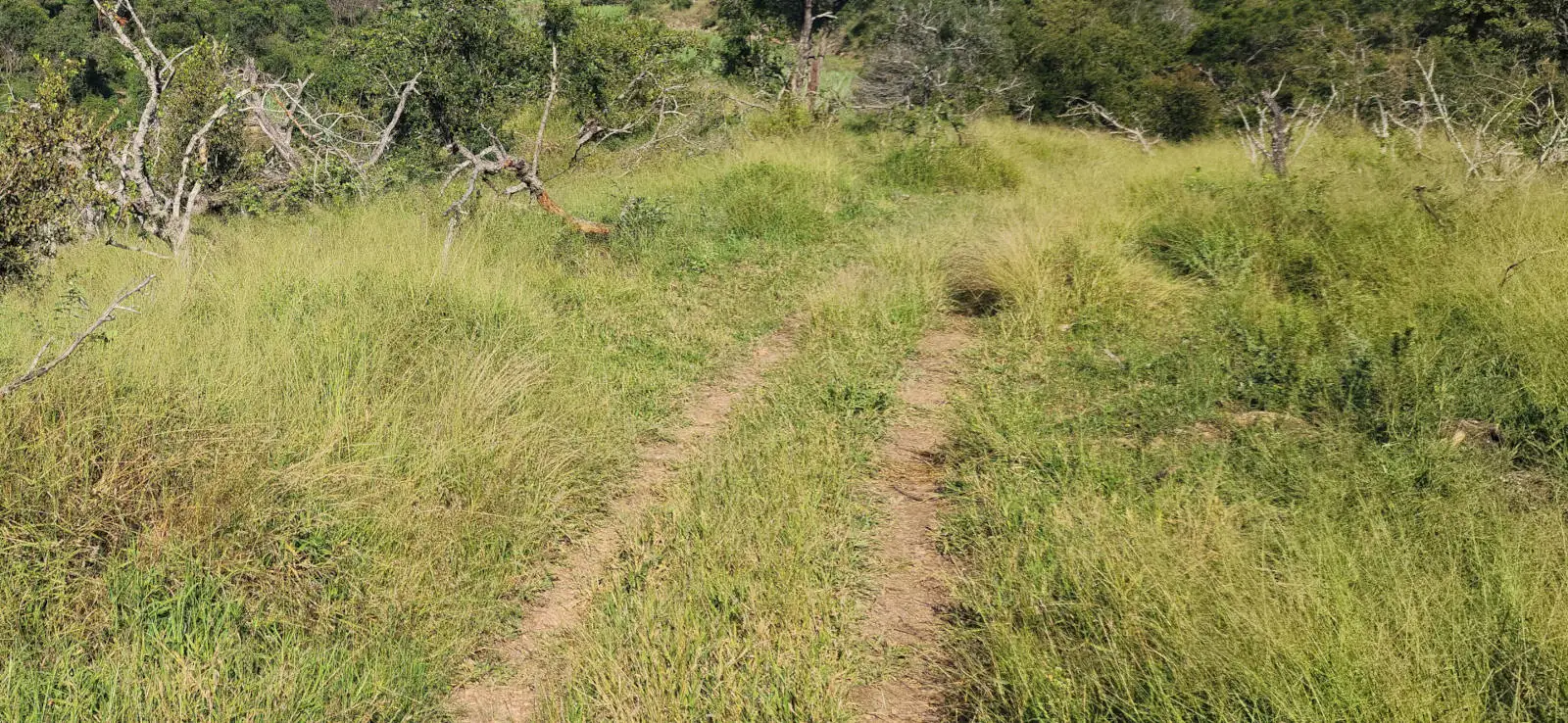 Grass in the savanna