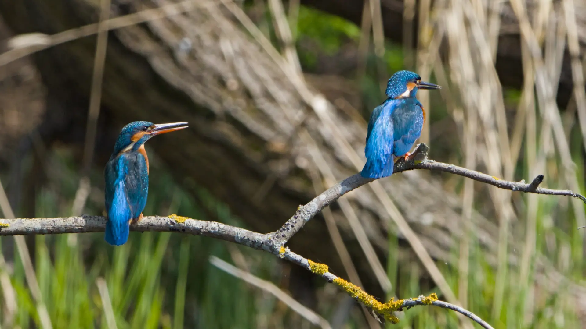 Common kingfisher