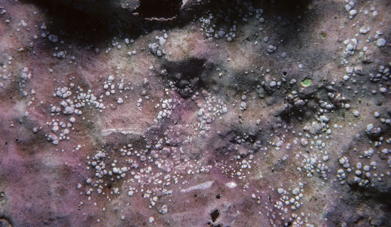 Another example of L. cuneatum on P. onkodes from a different area of Fiji.