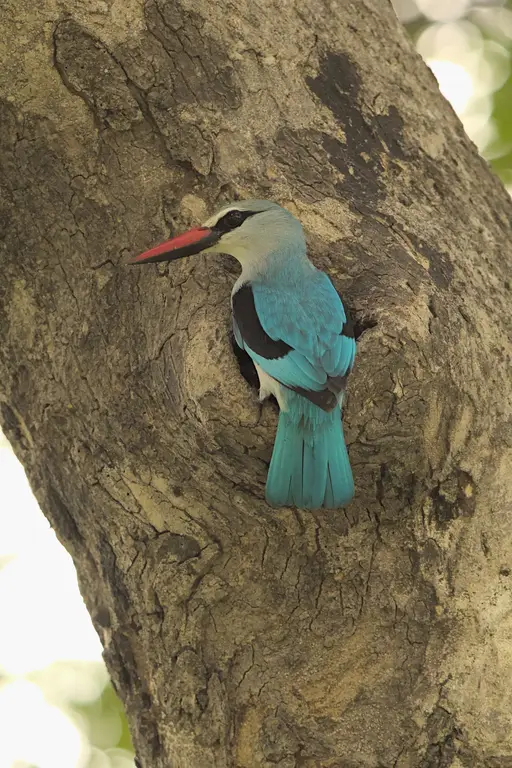 Woodland kingfisher outside tree hole