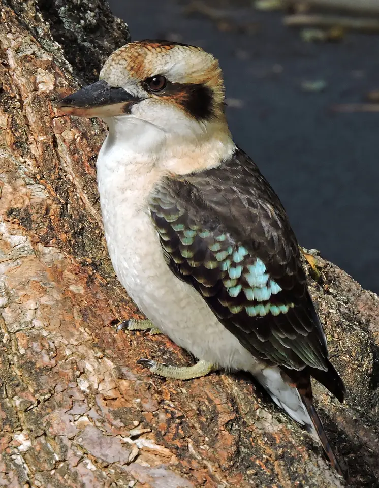 The laughing kookaburra