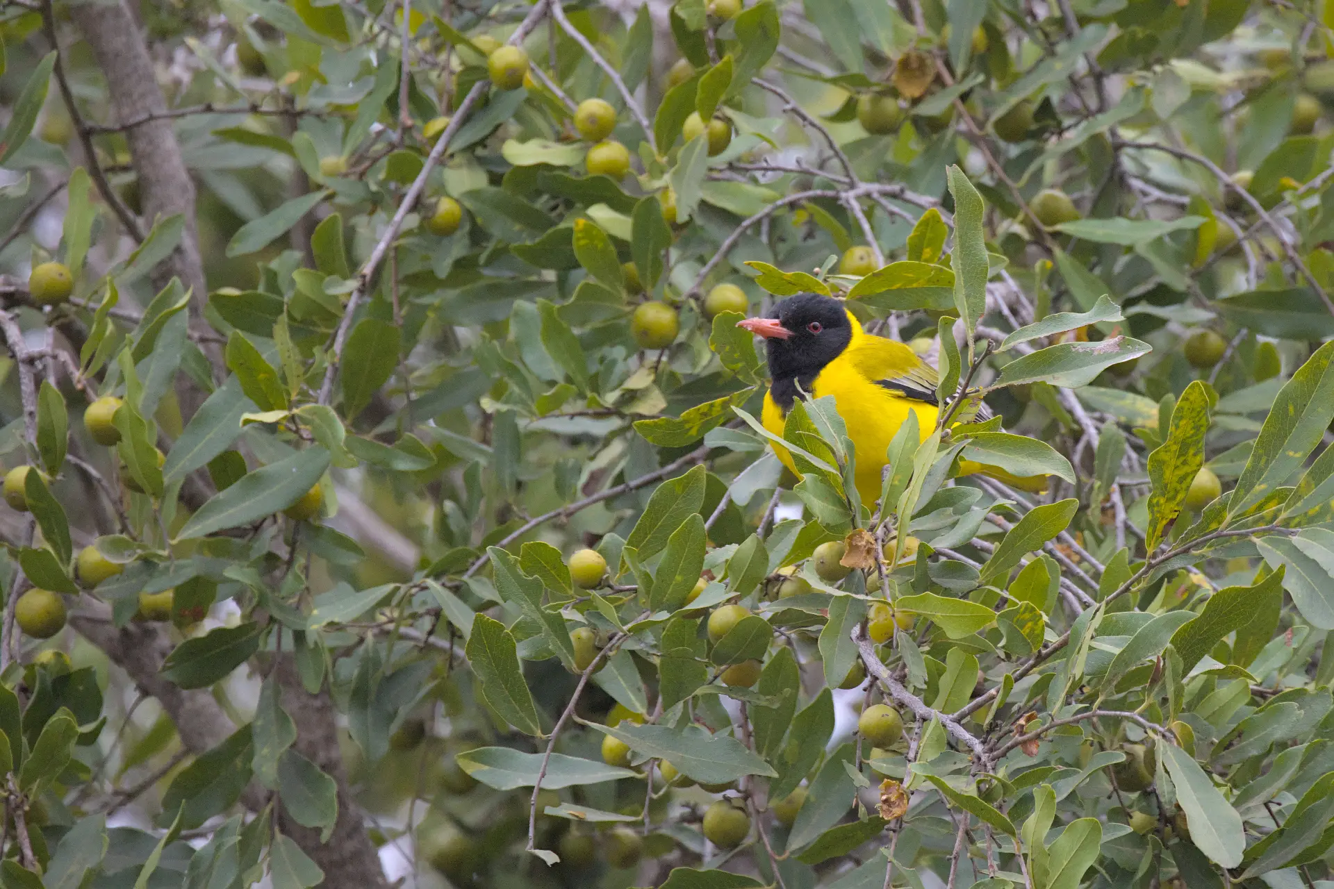 Black-headed oriole feeding on jackalberry fruit.