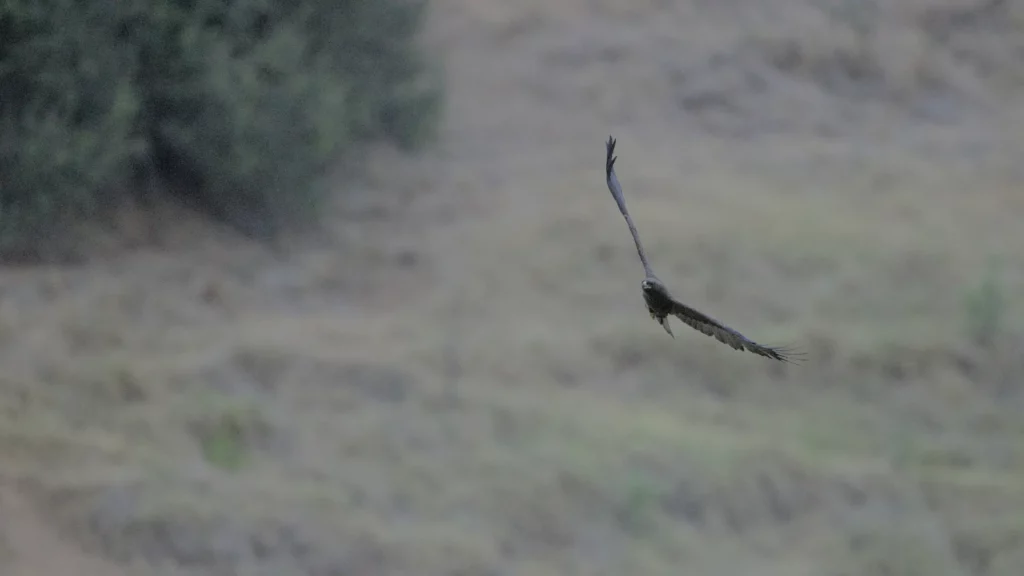 The eagle flew close to the ground in order to swoop upward through the massing bats