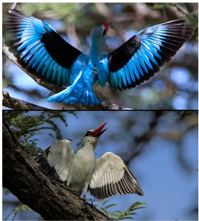 Woodland kingfisher wing displays