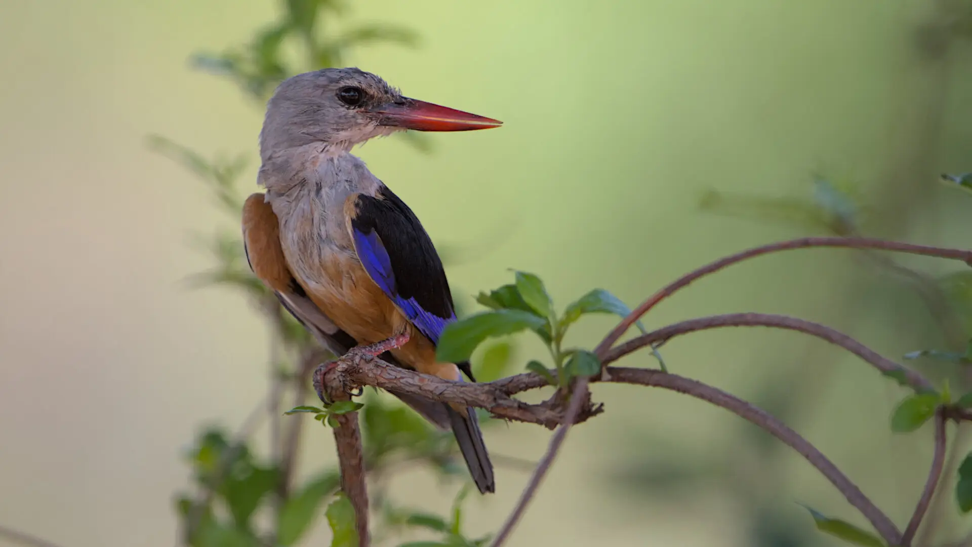Grey-headed kingfisher