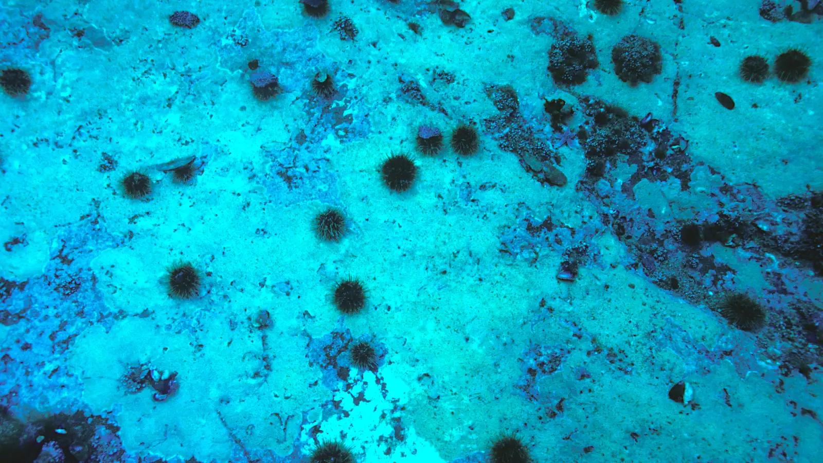 Green sea urchins with crustose coralline algae.