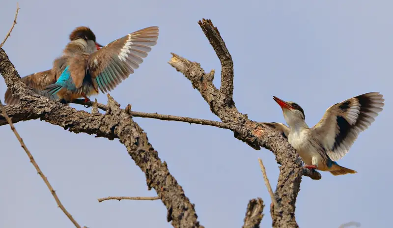 Two striped kingfishers