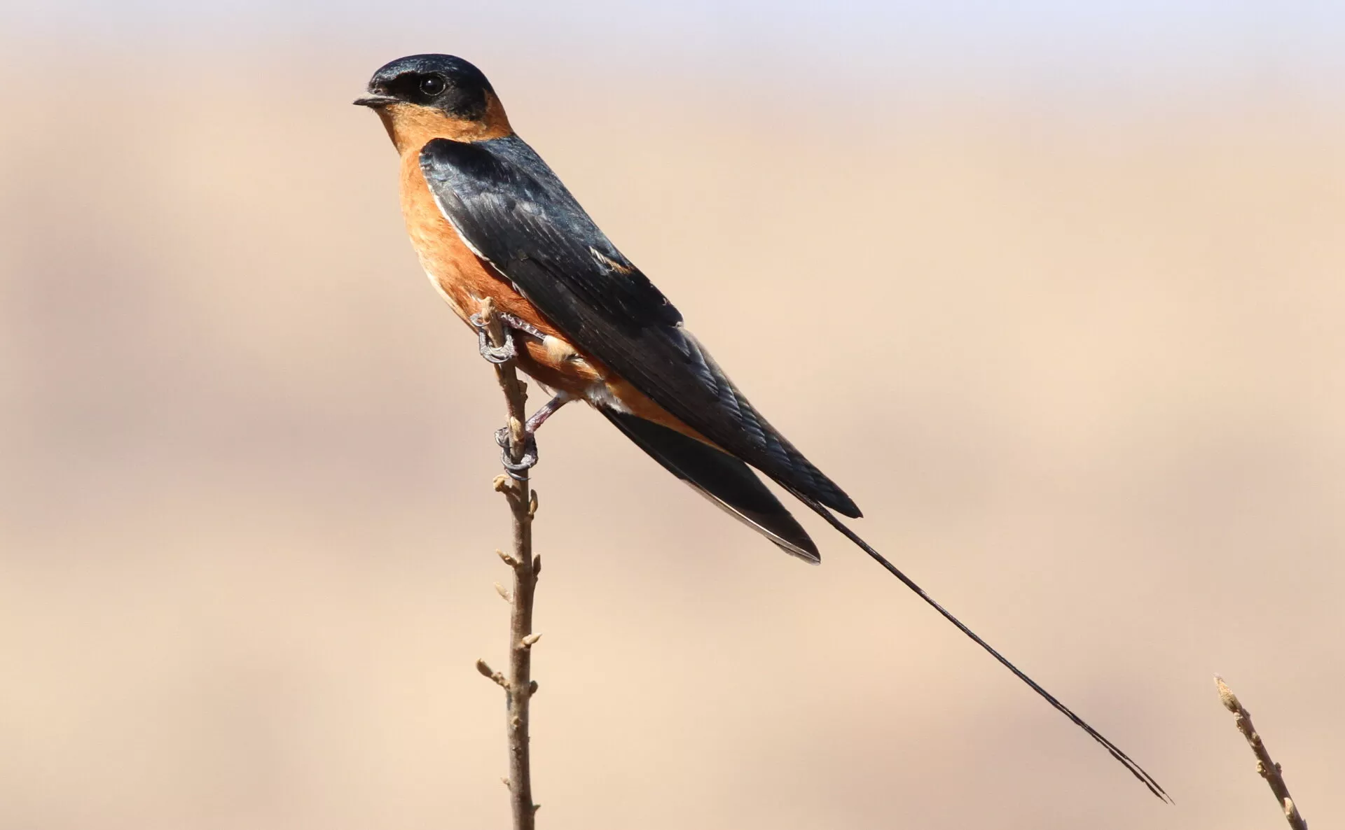 The red-breasted swallow
