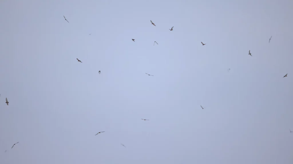 Suddenly the sky was full of bats and the eagles were airborne