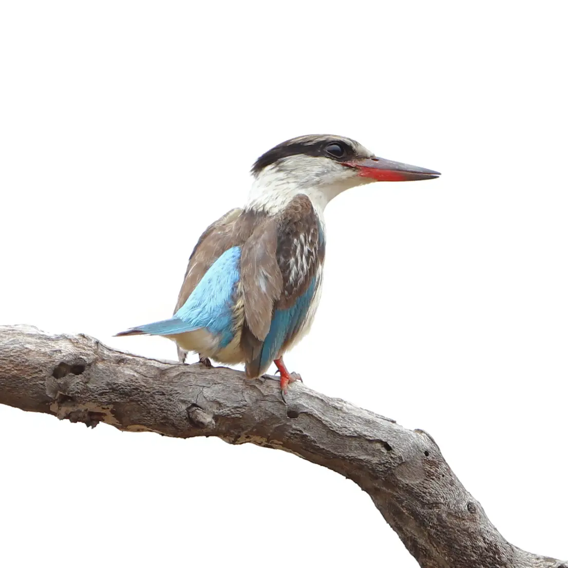 Striped kingfisher
