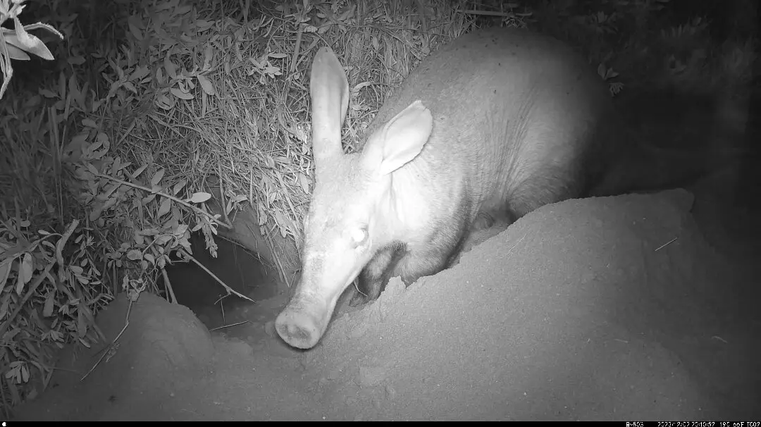 aardvark