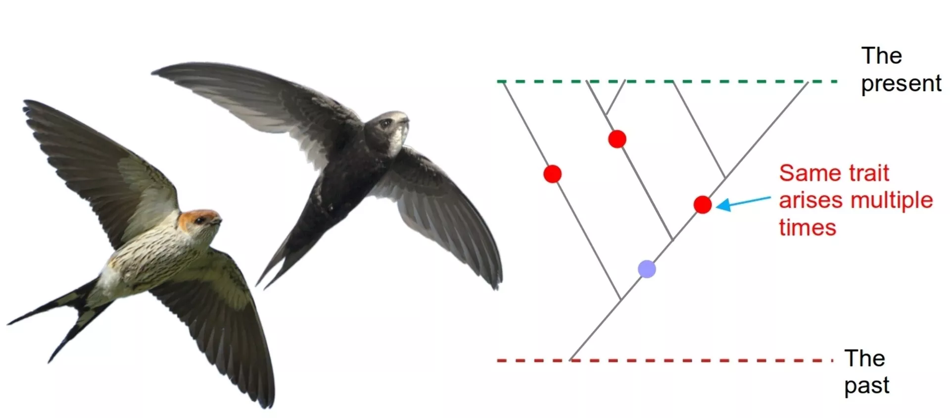 Convergent evolution can create confusion in how we understand relationships.