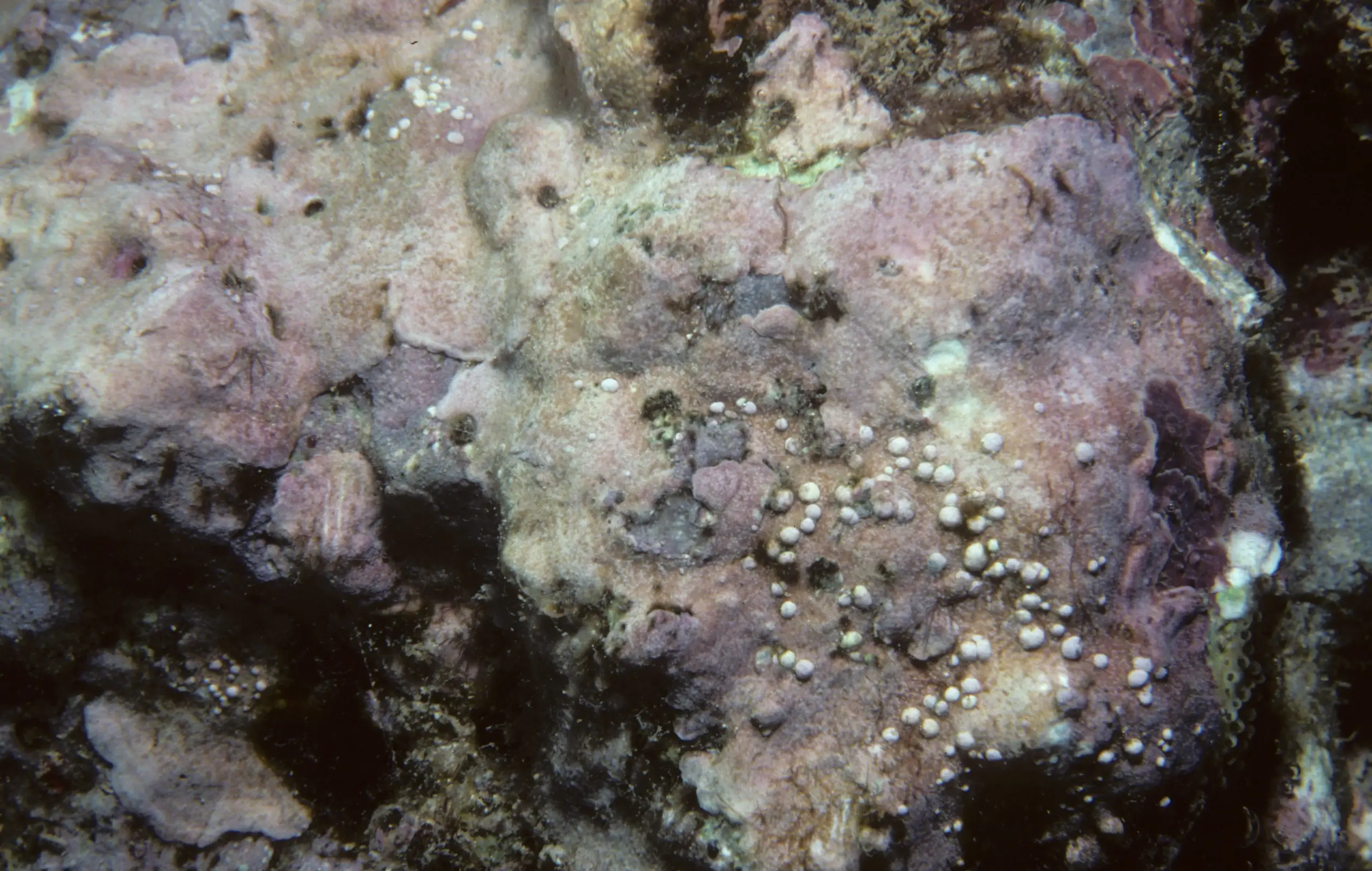 Lithophyllym cuneatum in Porolithon onkodes