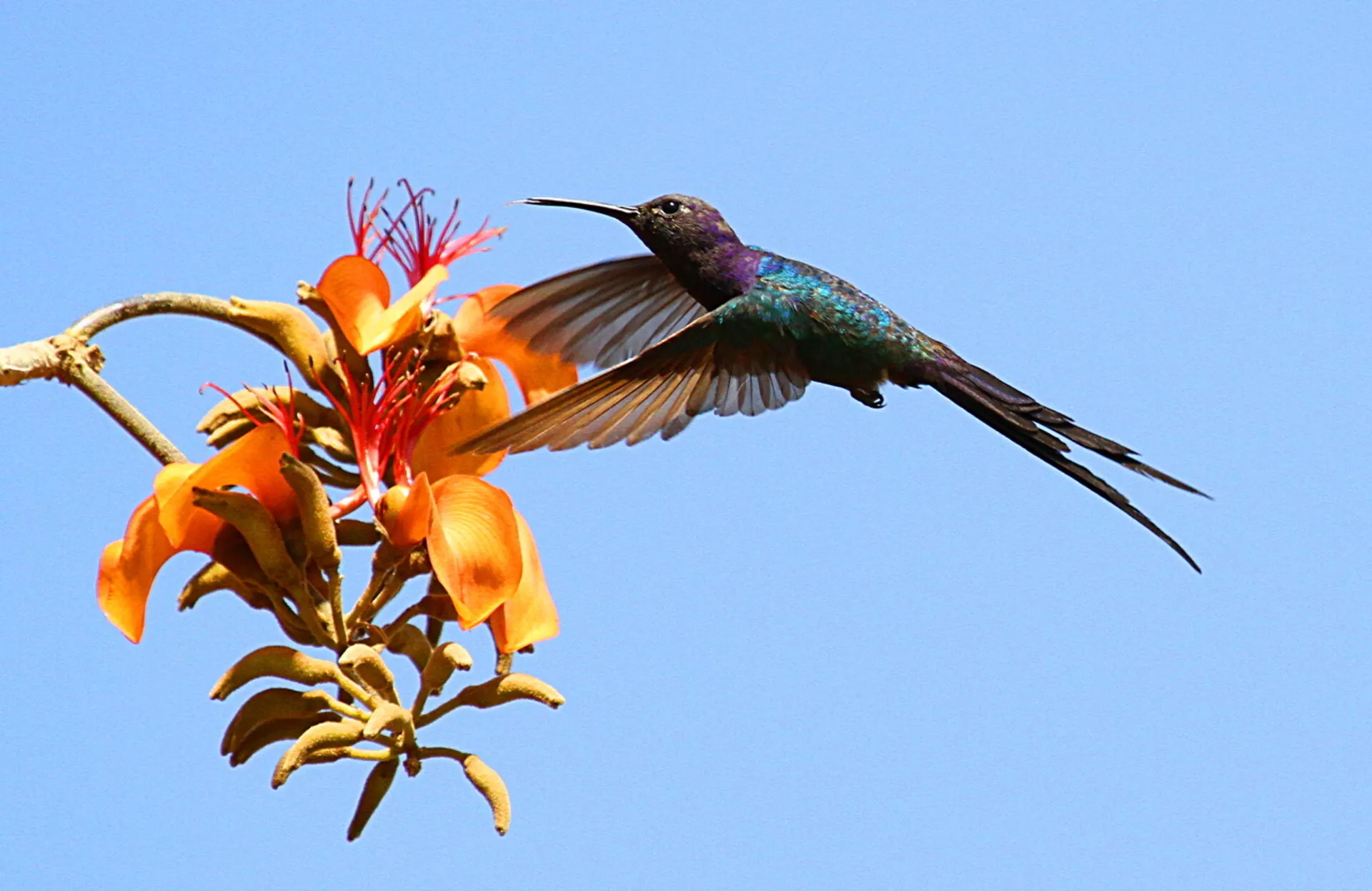 Hummingbird