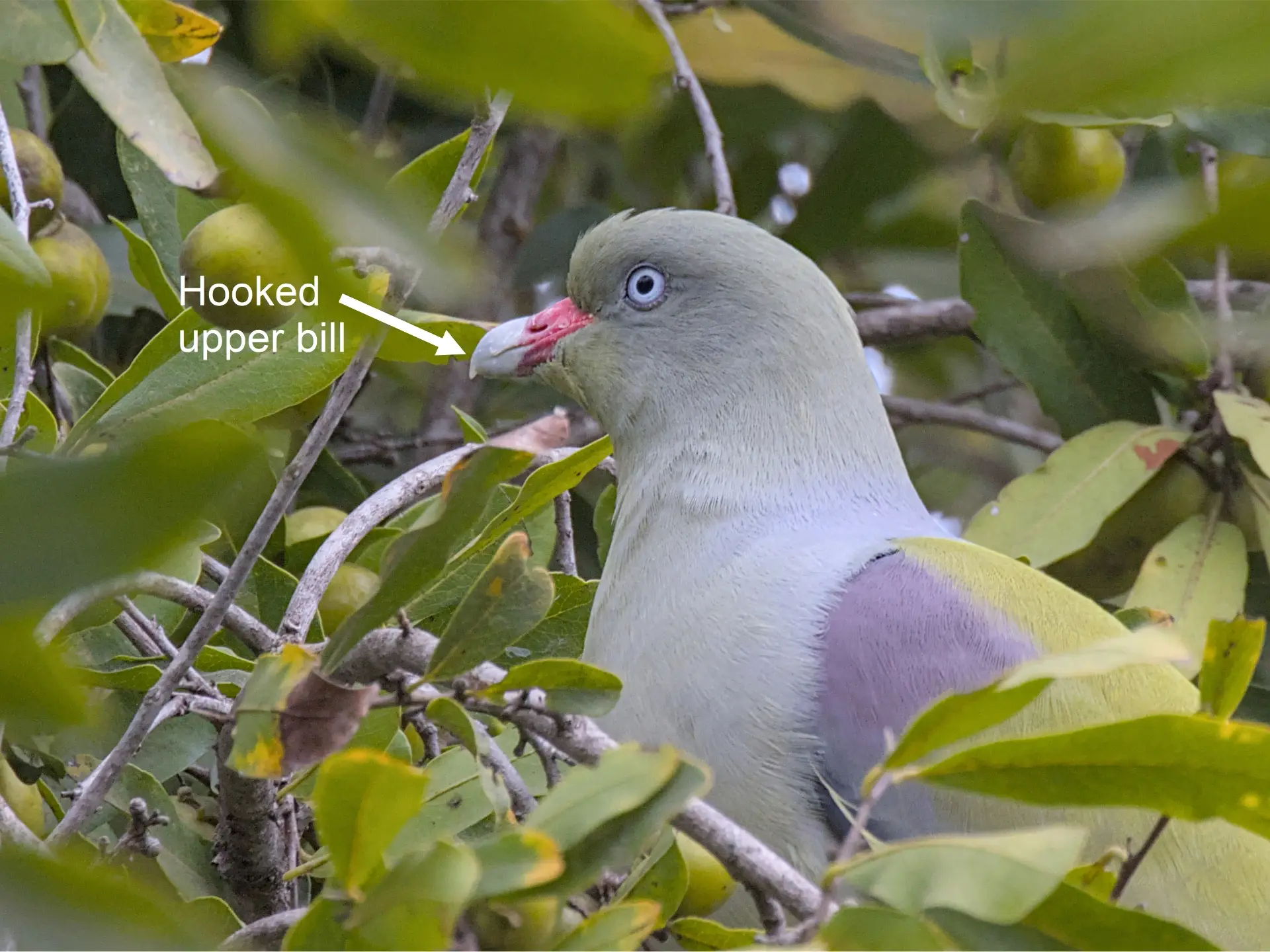 Hooked bill of the African green pigeon, used to open the fruit, which makes it accessible to birds that cannot open the peel.