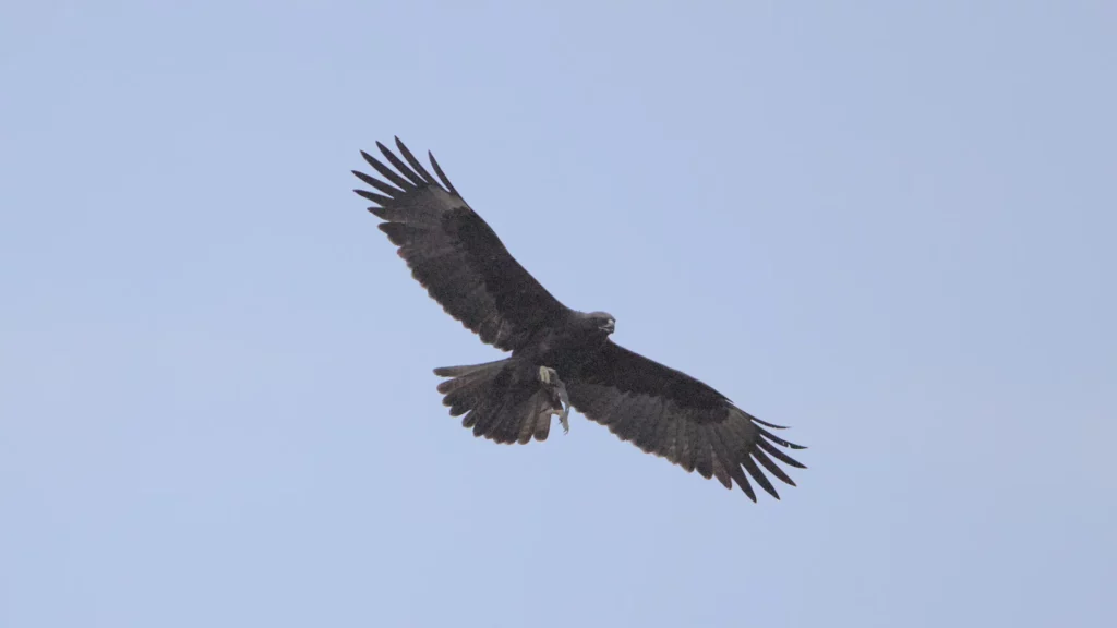 The third catch made by the same eagle. See the bat in its claws.