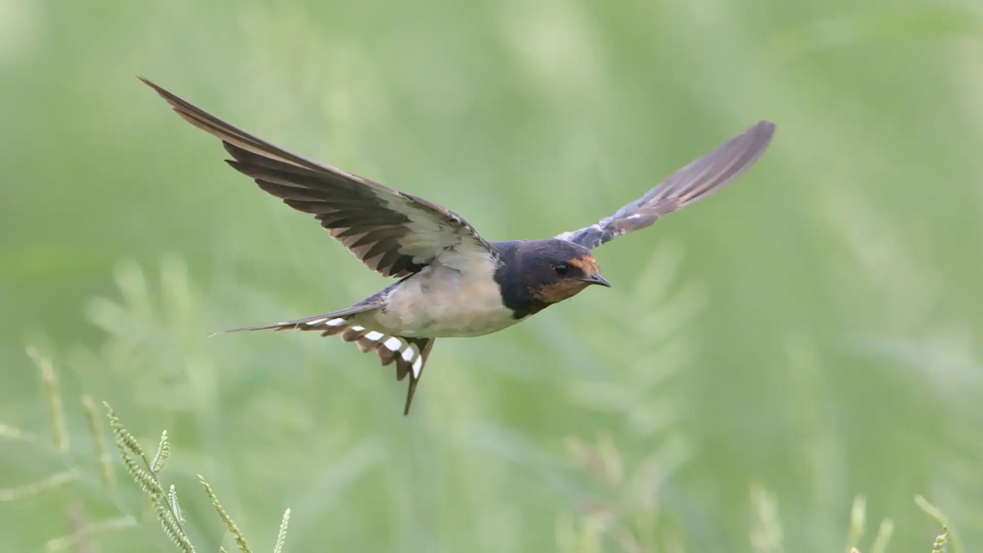 Barn swallow over grass
