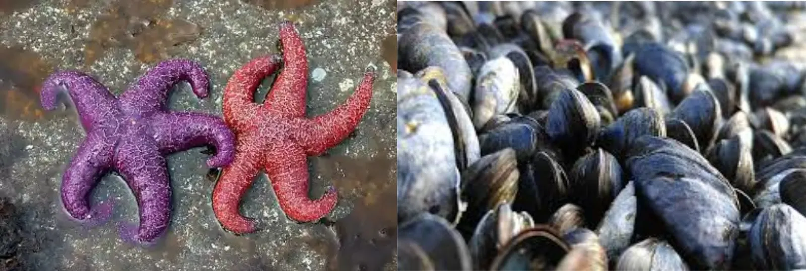 Starfish and mussels
