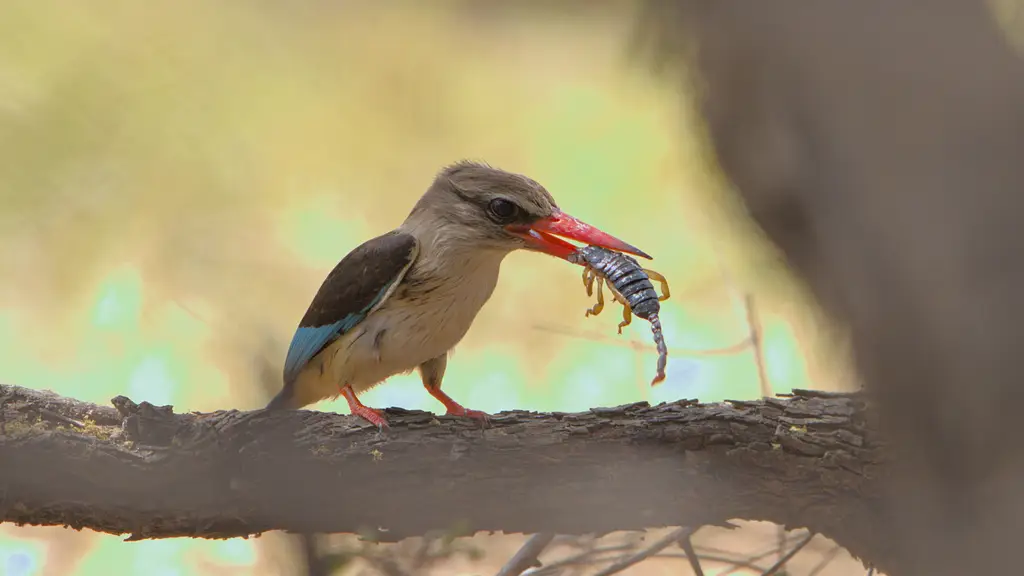 Brown hooded kingfisher with a large scorpion