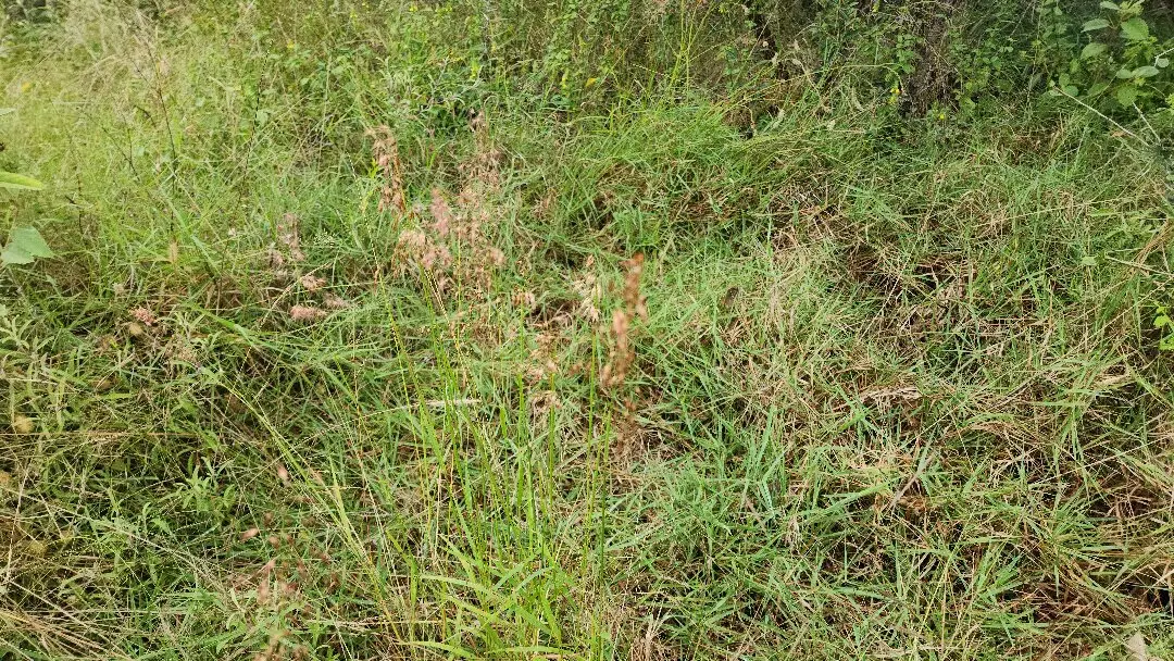 grass image