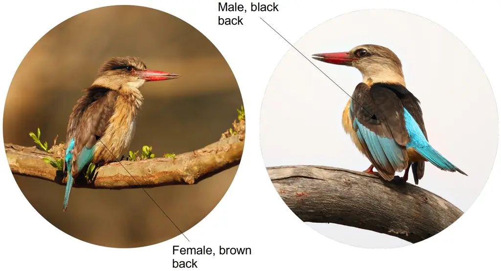 Male and female brown hooded kingfisher compared
