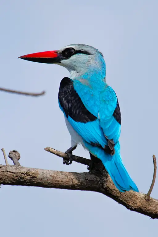 The woodland kingfisher