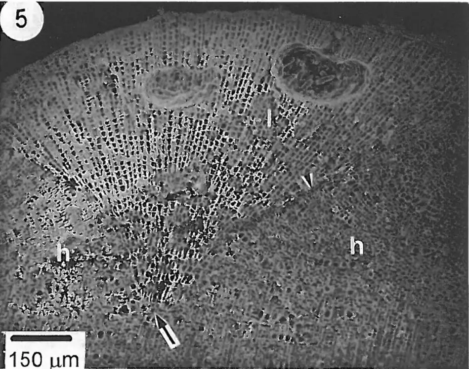 The name ‘cuneatum’ refers to its distinct inverted cone shape that appears as a wedge in sectional view (scanning electron microscope image).