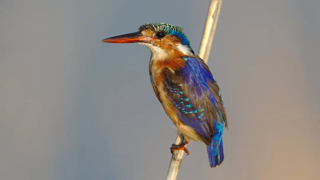 Malachite kingfisher perched on a reed.