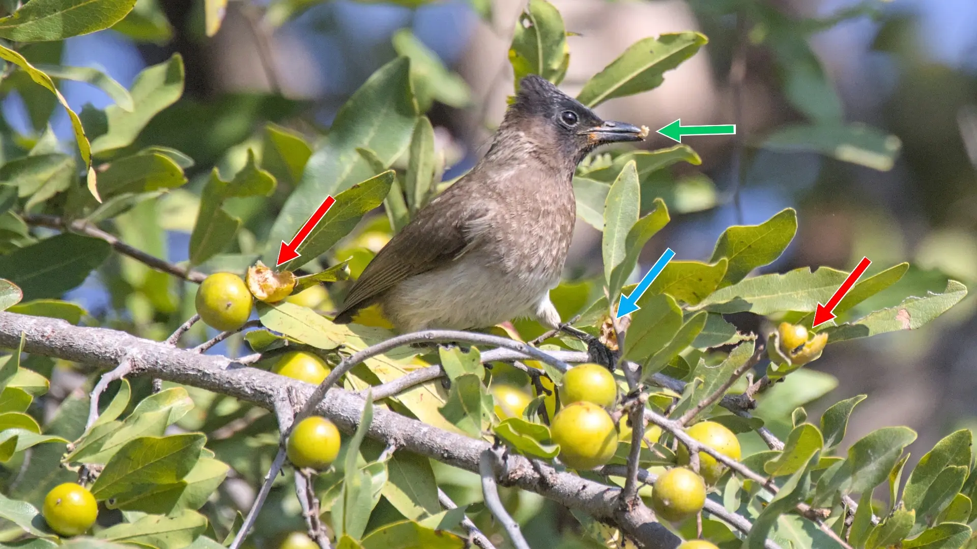 Bulbuls eating jackalberry fruit.