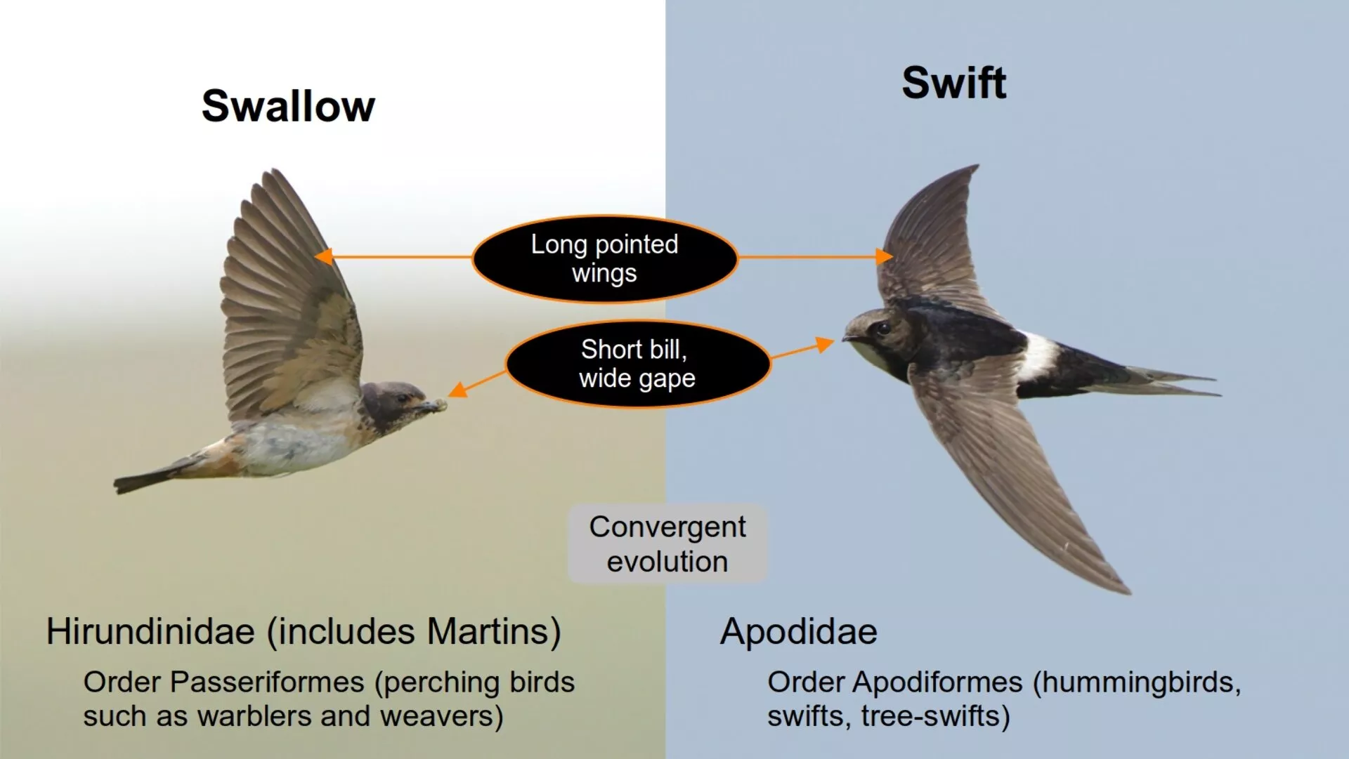 Convergent evolution of swifts and swallows.