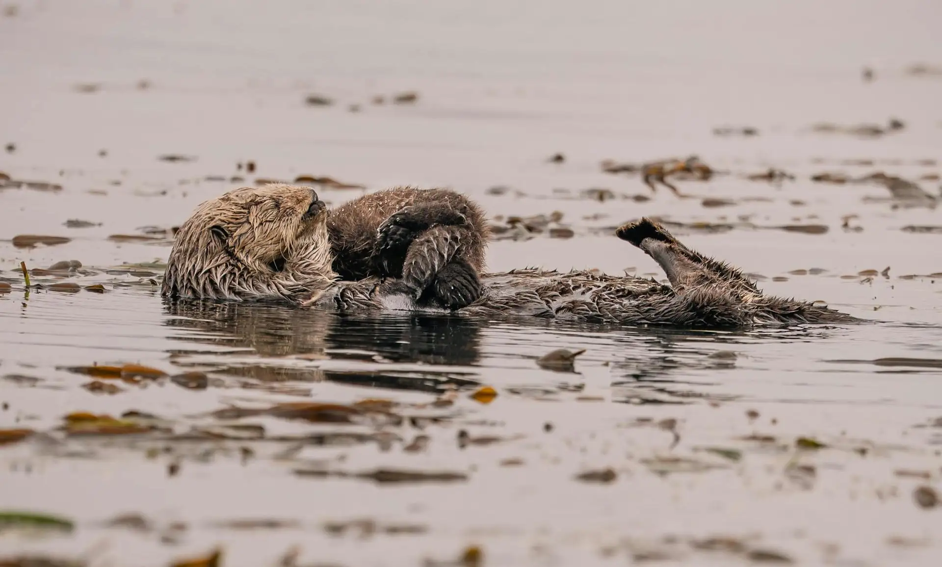 Sea otter on its back.