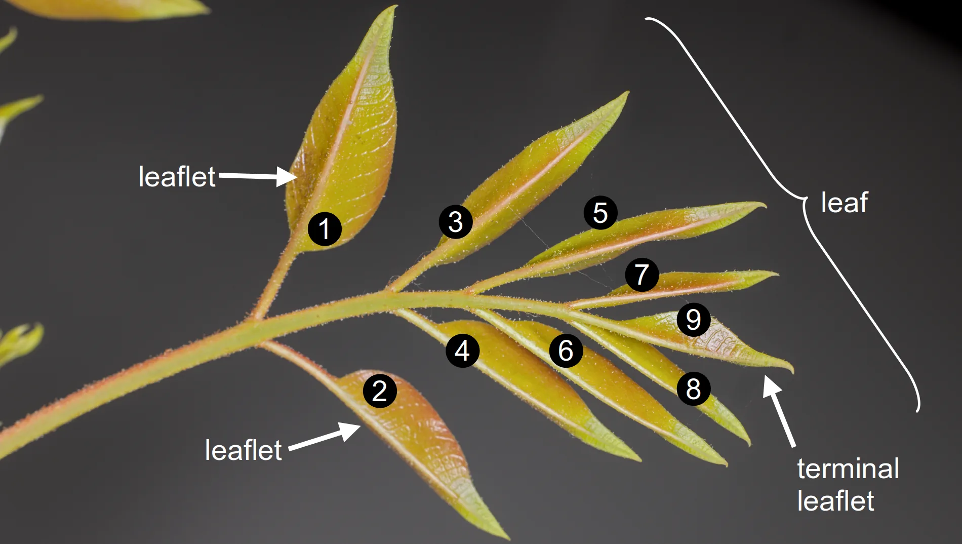 Young leaf showing 8 leaflets in four pairs with a single terminal leaflet.