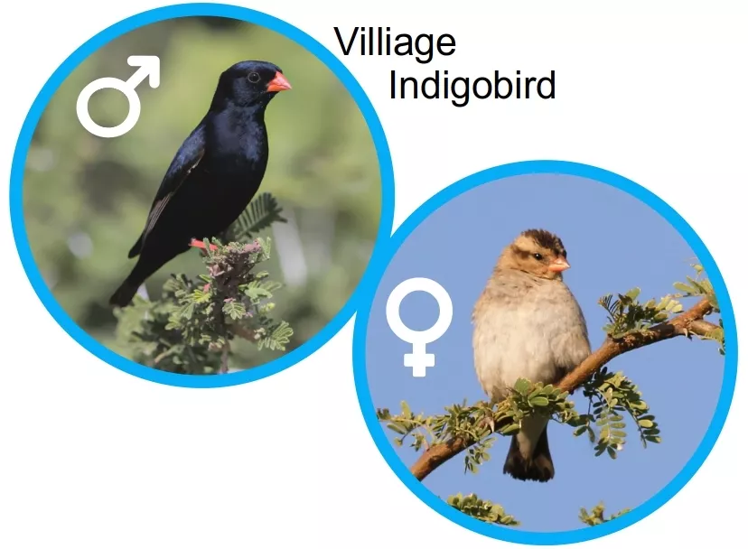 Village indigobird male and female