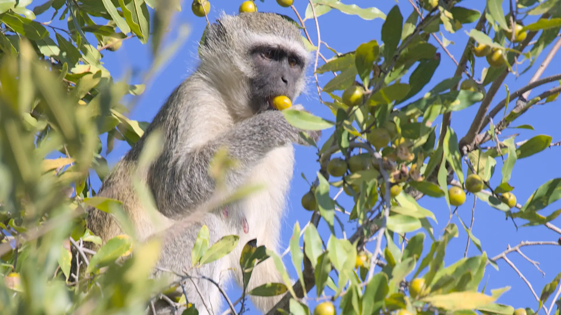 Vervet monkey biting open a jackalberry fruit to extract the pulp.