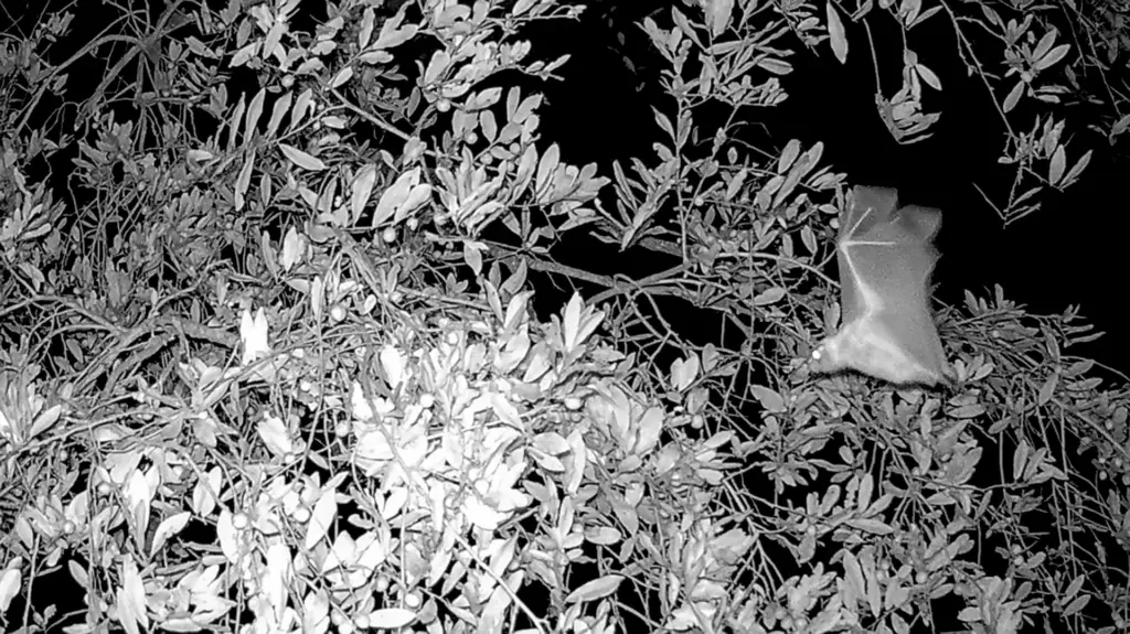 Low quality trailcam capture of a fast moving epauletted fruit bat. It landed, took a fruit, and was gone in c. 2 seconds or less.