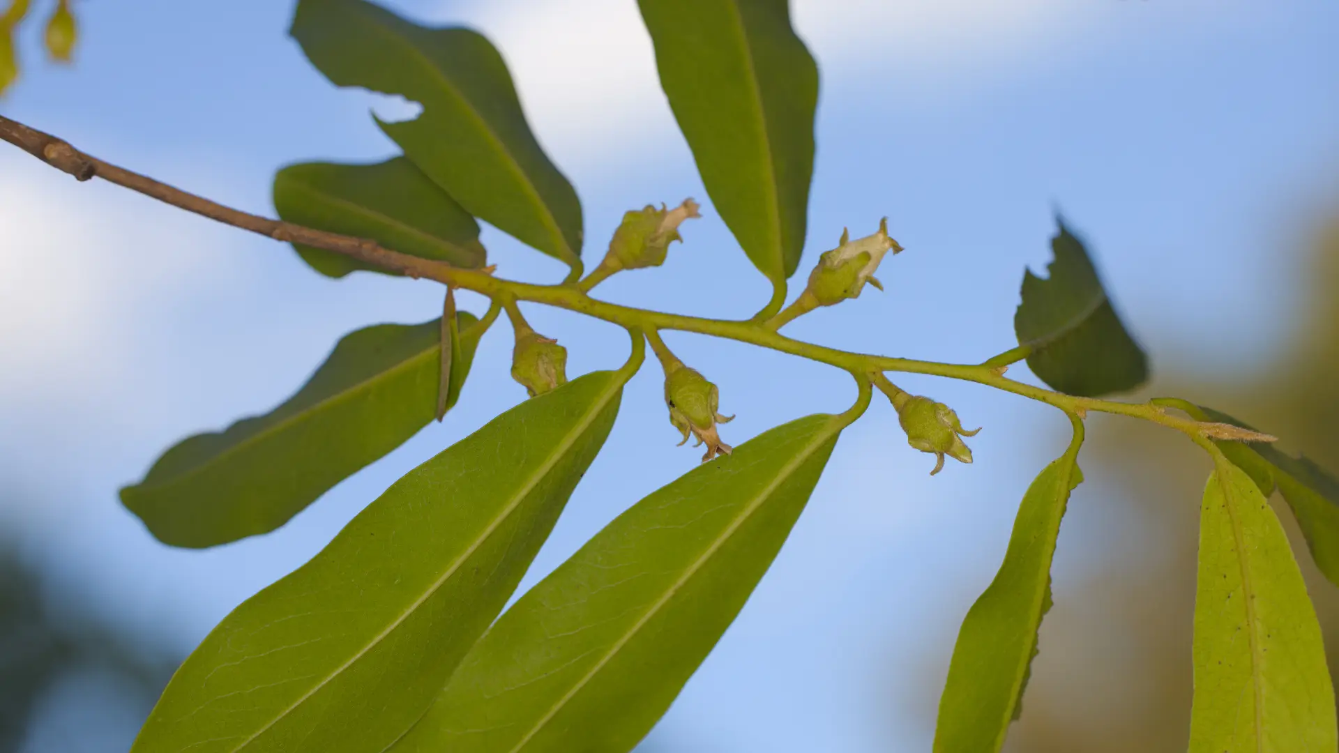 Early female flowers of a jackalberry tree in the leaf axils.