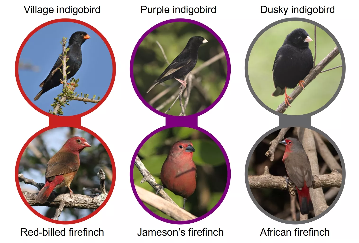 Three species of indigobirds that occur in the Hoedspruit area, with their typical estrildid host.