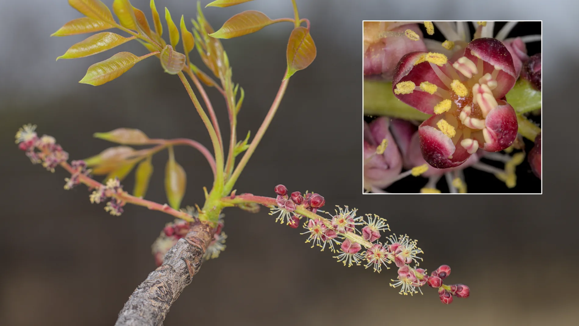 Male inflorescence with male flowers.