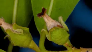 Female jackalberry flower up close.