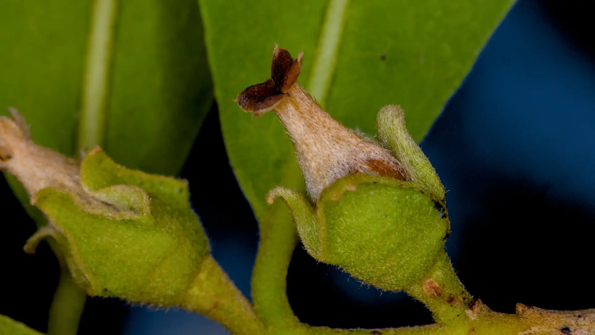 Female jackalberry flower up close.