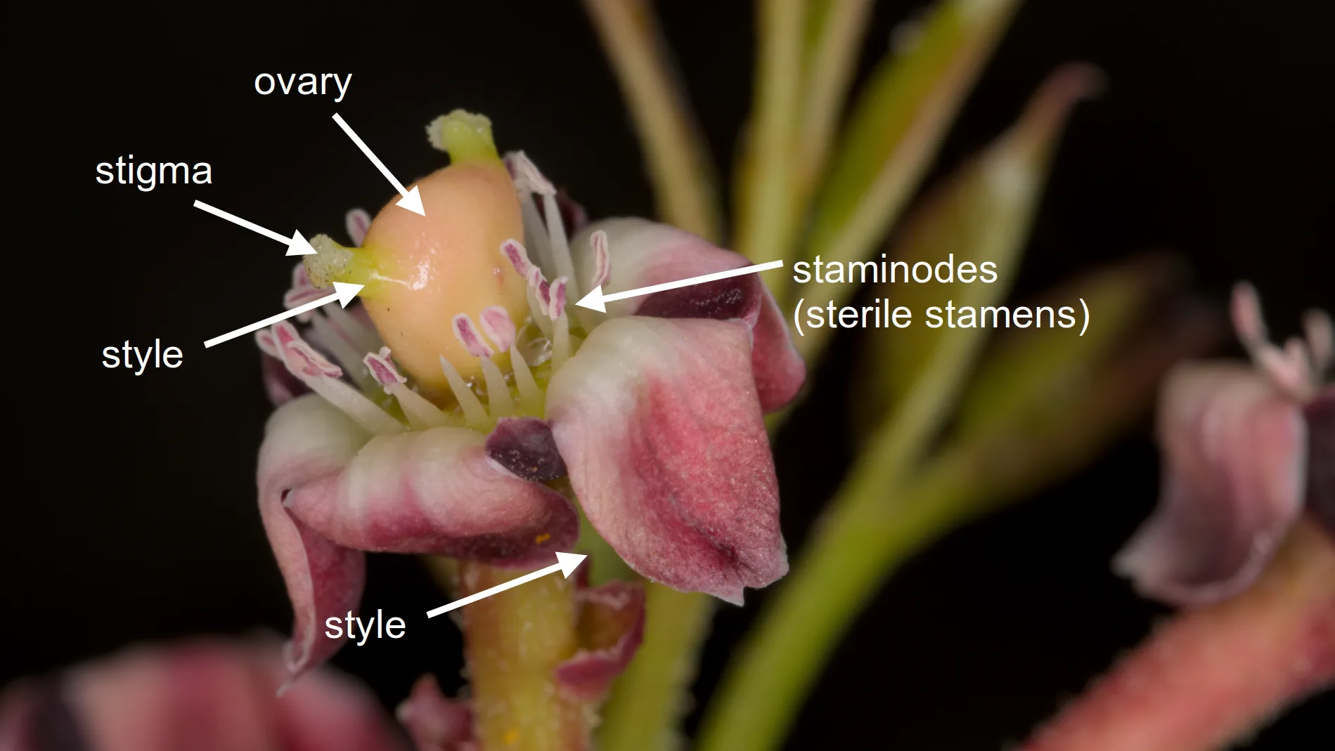Female flowers with saminodes and probably ovary that is already fertilised with the styles atrophying.