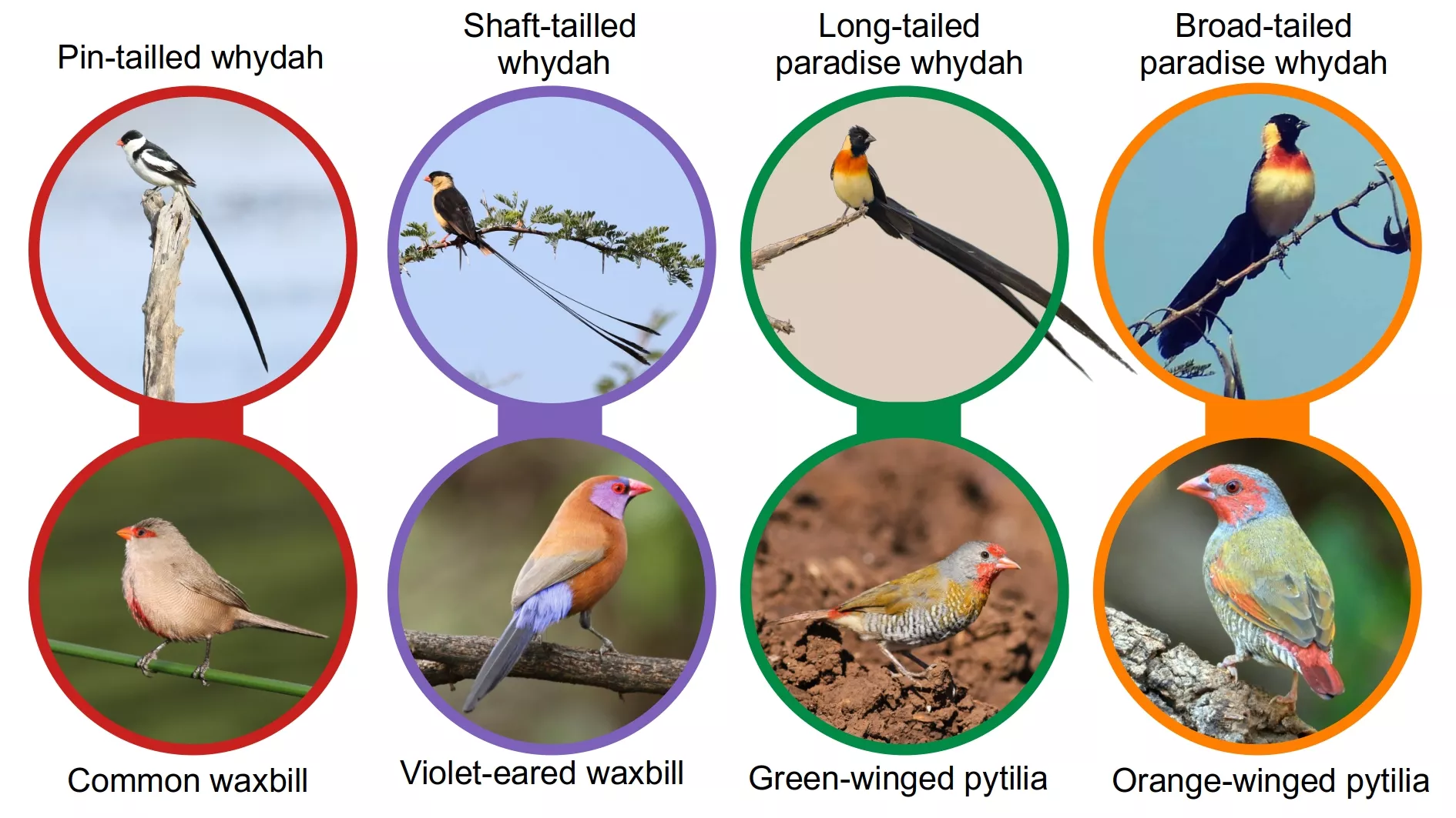 Four species of whydahs, with their most common estreldid host. Note that the broad-tailed paradise whydah does not occur in our area. Only males are shown.