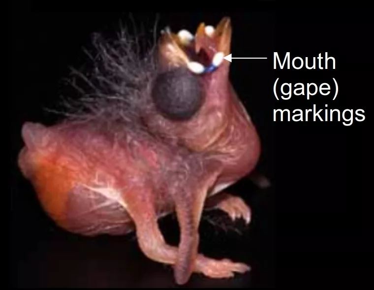 The mouths of estrildid nestlings often contain spots and other markings that line the gape and palate (red-billed firefinch, image Dr Gabriel Jamie)