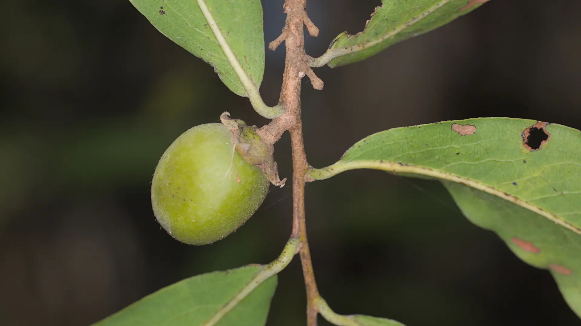 Young jackalberry fruit.