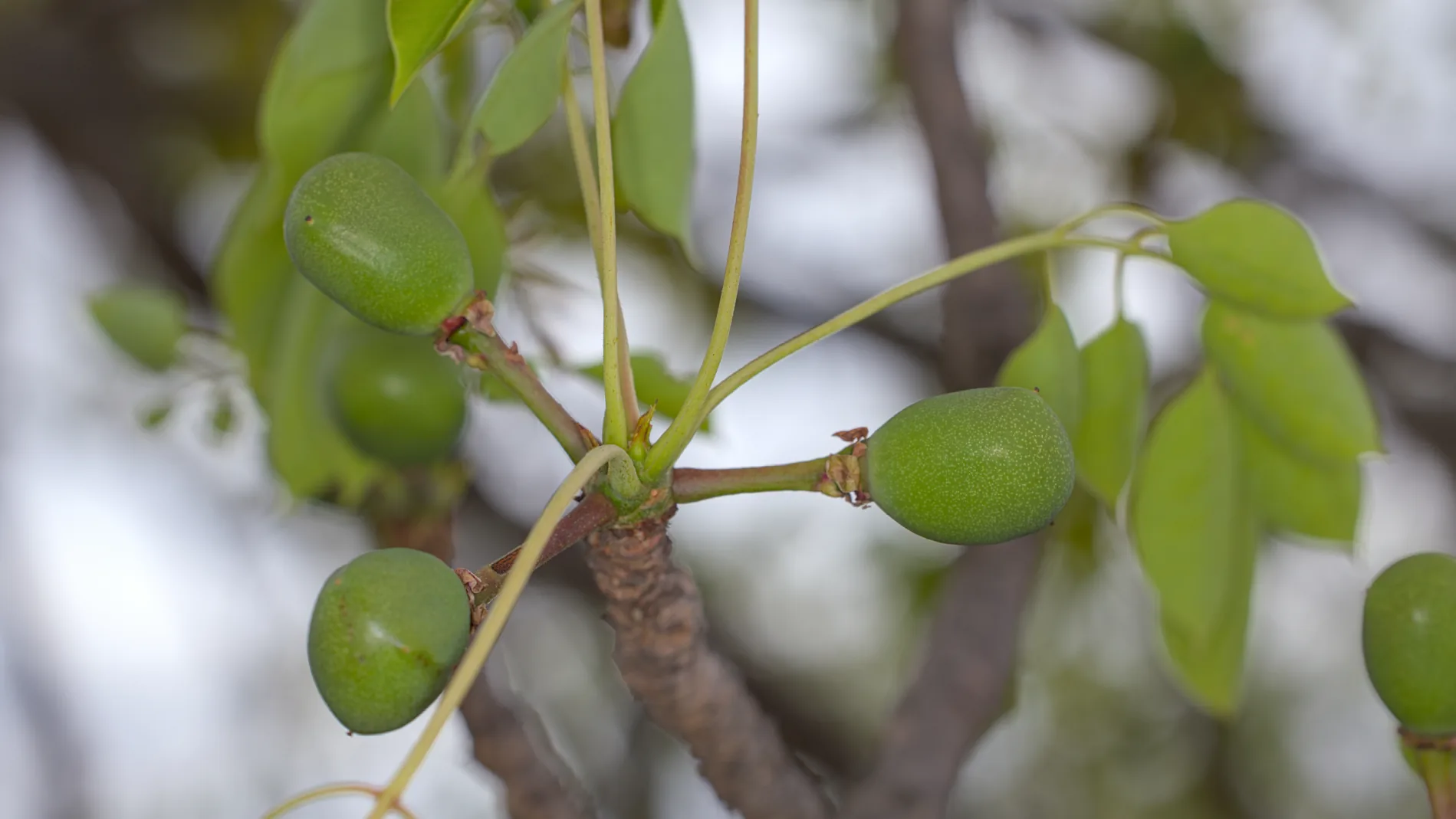 Young developing marula fruit.