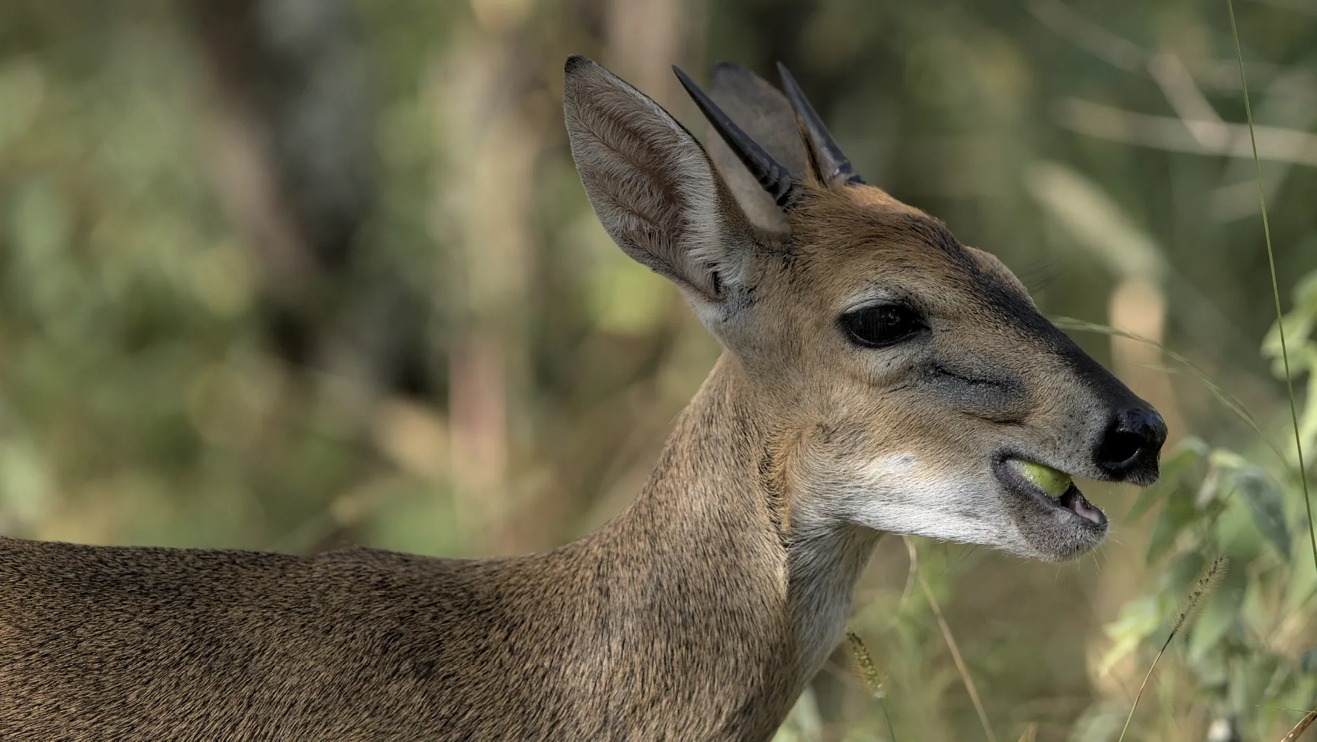 Duiker squashing a marula fruit that it has picked up. This individual spent more than an hour squashing marulas like this and spitting out the nut.