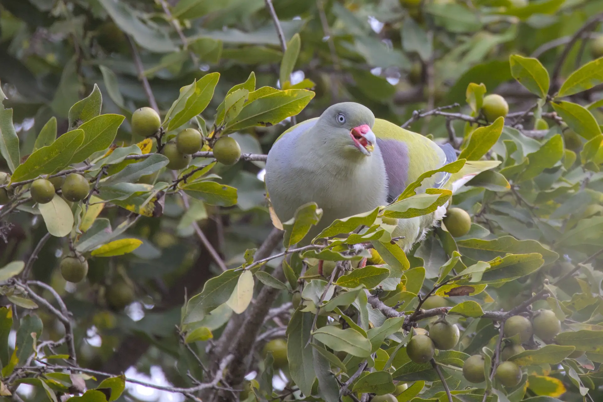 Africam greem pigeon eating ripe jackalberry fruit.