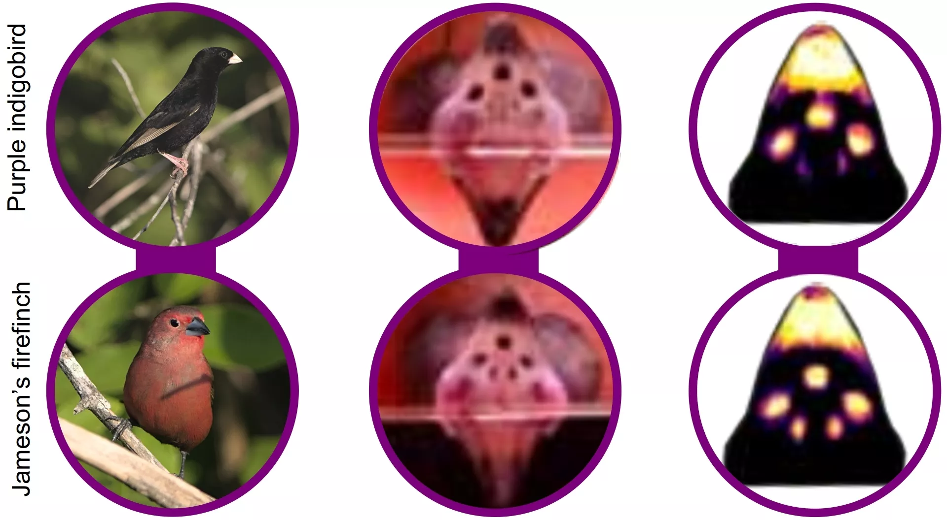 Purple indigobird parasite and Jameson’s firefinch host (left), with images of the palate of nestlings (middle), and palate images corrected for bird vision (right).
