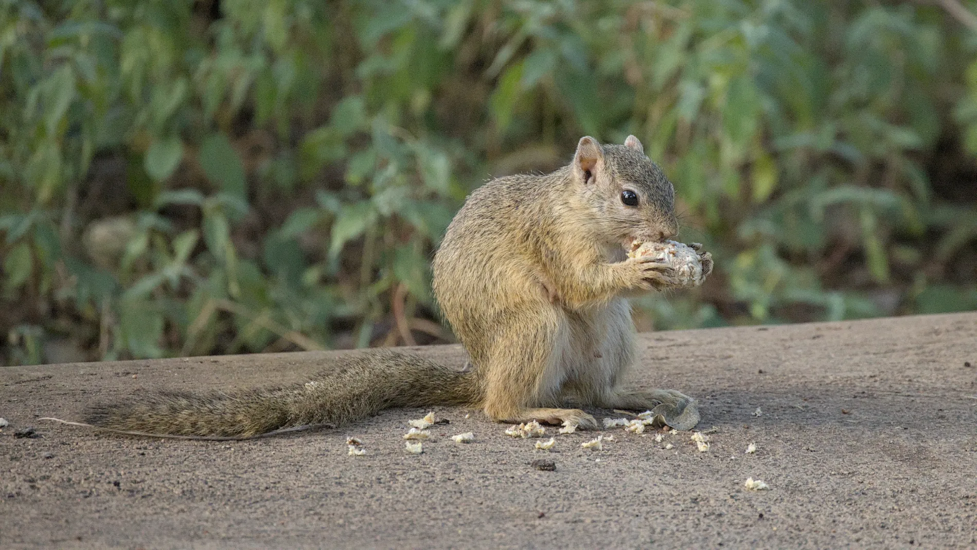 African tree squirrel picked up the nut dropped by the duiker and is attempting to extract the seeds.