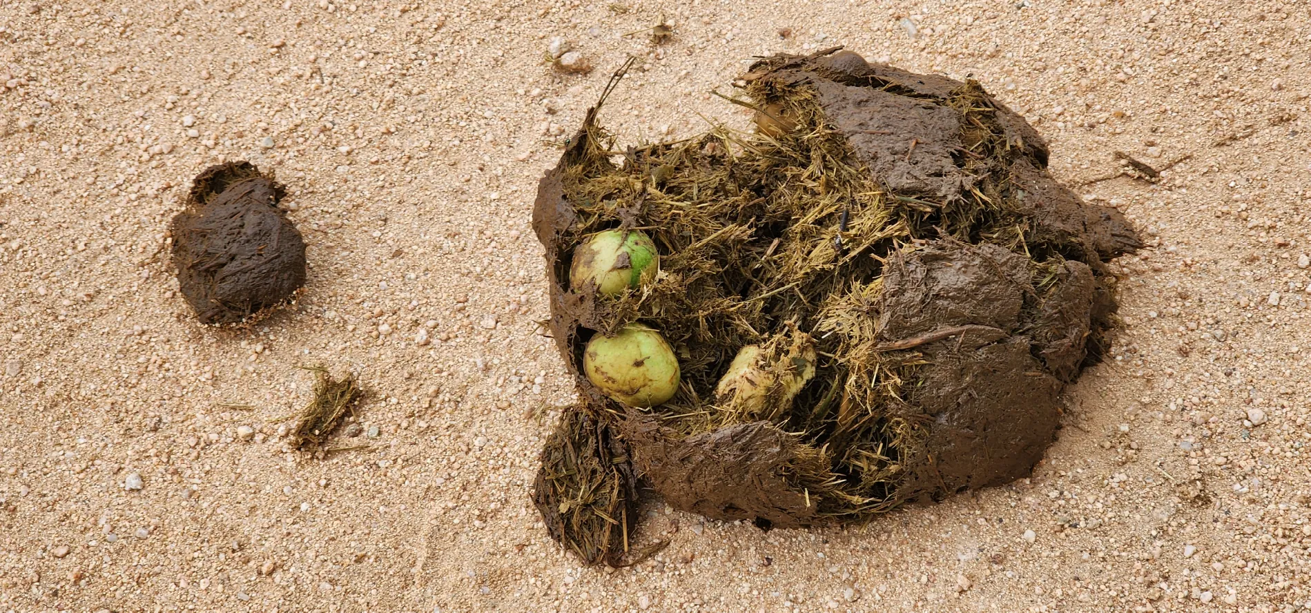 In March in Kruger Park most piles of elephant dung have may marula fruit. Elephants seem to only squash the fruit, leaving the exocarp and nut intact. Squirrels often pick out the remaining fruit and extract the nut.